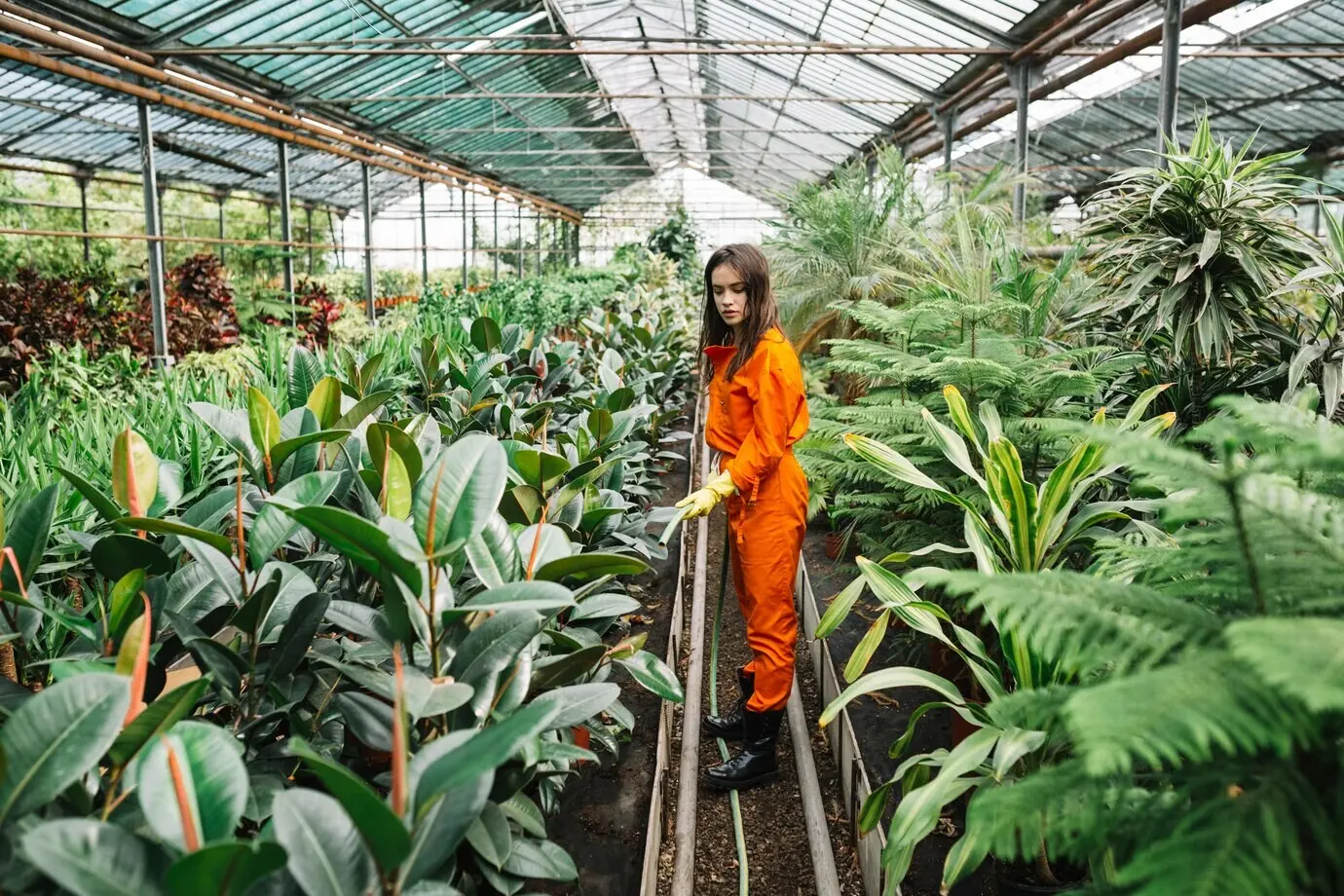 A female gardener waters plants with a hose in a greenhouse
